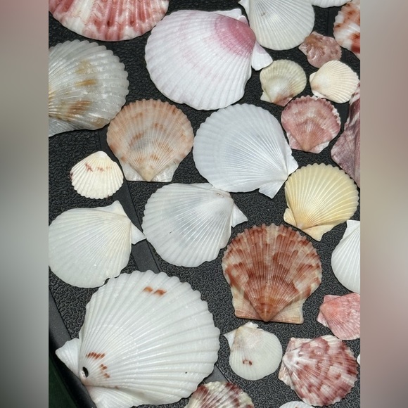 50 Colorful FLORIDA CALICO SCALLOPS SHELLS CRAFTING DIY COLLECTING MIXED LOT - Picture 9 of 17